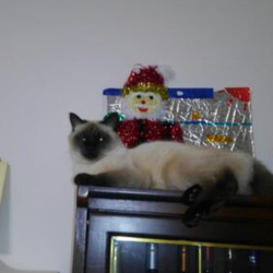 「久留米市/シャム系♀探してます 転載希望」サムネイル2