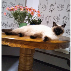 「久留米市/シャム系♀探してます 転載希望」サムネイル3