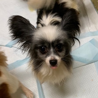 決定☆『フレイヤ』凄いジャンプ力の持ち主