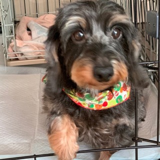 決定☆『ラック』お腹出して甘えてくる子