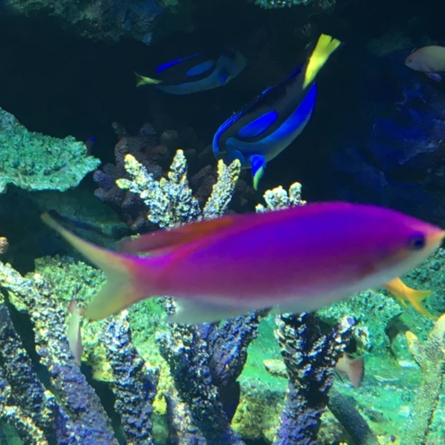hynekoのカバー写真