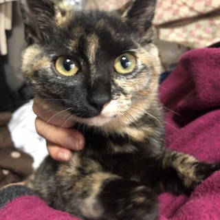 可愛い可愛いサビ猫ちゃん