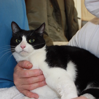 個人宅に遺棄 可愛い白黒ハチワレまあ君