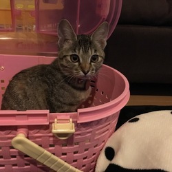 「誤飲事故(回復済)」サムネイル1