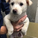 平塚市本日お見合い可  生後2か月 中型犬予想仔犬