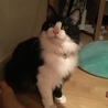 猫が大好きです