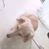 えりすけ1130