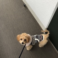 モジョmojo
