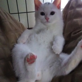 現在離乳食中の活発な男の子、女の子の兄妹