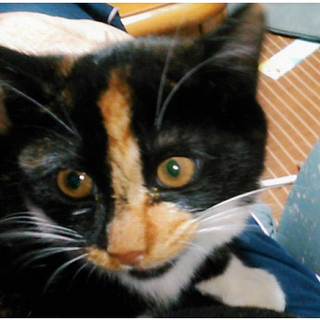 三毛猫のミーちゃん