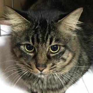 ろみお　半長毛アメショ柄（№33）