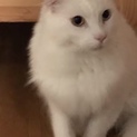 連絡取れなくなり再募集