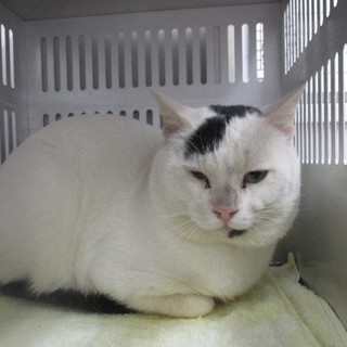 迷子の猫ちゃんです。