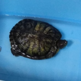 引っ越しで飼えなくなりました。里親募集！