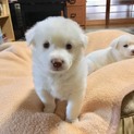 里親さま決まりました☆