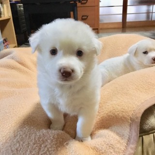 里親さま決まりました☆