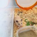 キンクマハムスター