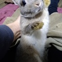 可愛い子ウサギ