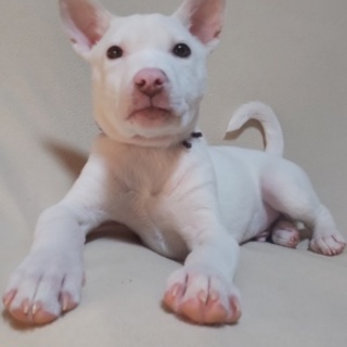 可愛い仔犬が、幸せを運びます。バイオレット君です。