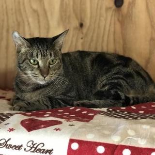 シャンシャン　お腹にアメショー柄（№10）