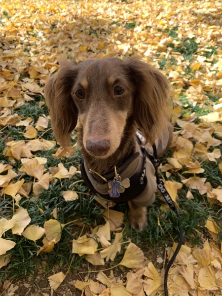 Oliver