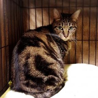 こゆき　お腹にアメショー柄　（№９）