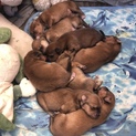 8匹の可愛い子犬たち！