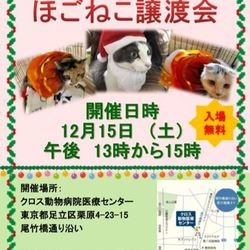 【譲渡会動画有り】動物病院でのほごねこ譲渡会 サムネイル1