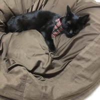 きなこ