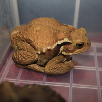 ニホンヒキガエル