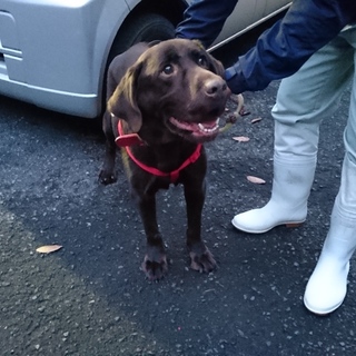 チョコラブ男の子★甘えん坊、他の犬OK