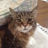 森の銀猫