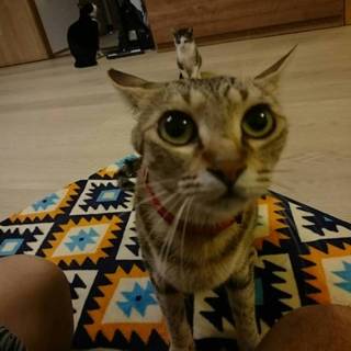 飼い主に見捨てられました！