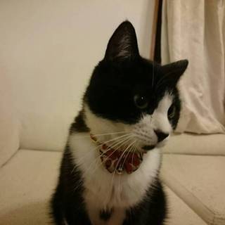 飼い主に見捨てられました！