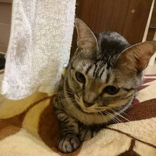 飼い主に見捨てられました！