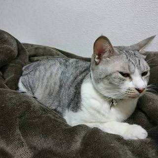 飼い主に見捨てられました！