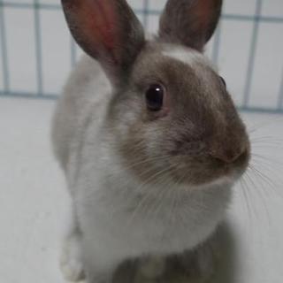 保護うさぎ ぶいちゃん