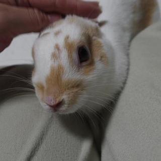 保護うさぎ オレンジくん