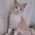 ミルクティー色のボクはやんちゃで甘えんぼ♪5ヶ月齢