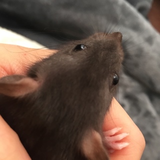 ダンボラットのオス＆メス里親募集★珍しいアグーチ色