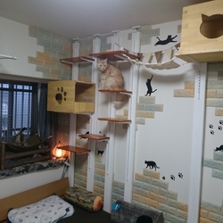 キャットウォーク