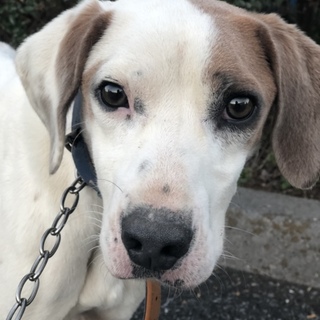 可愛いポインターMIXの男の子☆まだ若い子です。