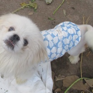 おとなしいペキニーズさん