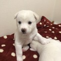里親さま決まりました☆