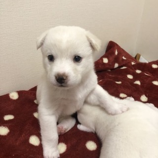 里親さま決まりました☆