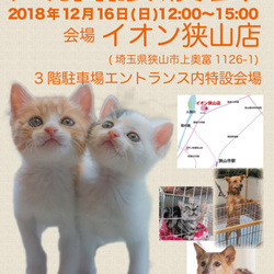 イオン狭山犬猫譲渡会