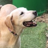 パンナコッタ（ラブラドール・雌・13歳くらい） サムネイル2