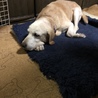 パンナコッタ（ラブラドール・雌・13歳くらい） サムネイル3