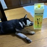 酔っ払い