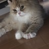 柑